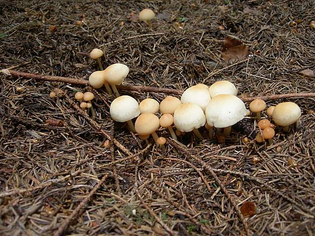 Alcune specie di fine primavera